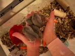 Tamme Chinese dwerghamster nog 1 mannetje te koop, Dieren en Toebehoren, Knaagdieren, Hamster, Mannelijk, Tam, September