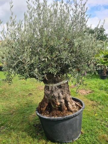 Mooie dikke olijfboom, een pareltje in uw tuin/olea europaea beschikbaar voor biedingen