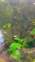 Baby guppen/endlers, Dieren en Toebehoren, Vis