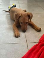 Talija – klein meisje met een groot hart uit Bosnië, Dieren en Toebehoren, Honden | Niet-rashonden, Particulier, Rabiës (hondsdolheid)