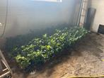 Laurier planten - 200 stuks, Tuin en Terras, Planten | Bomen, Bloeit niet, Halfschaduw, Overige soorten, Minder dan 100 cm