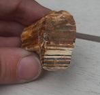 Ruw stuk versteend hout, Ophalen of Verzenden, Nieuw