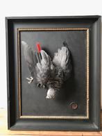 taxidermy Grijze roodstaart papegaai, Ophalen, Nieuw, Vogel, Opgezet dier