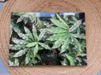 Acrylic art work Jungle Leaves, Ophalen of Verzenden, Nieuw
