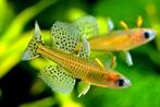 pseudomugil gertrudae regenboogzalm €2,95, Dieren en Toebehoren, Vissen | Aquariumvissen, Vis