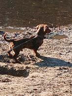 Dwergteckel dekreu niet tekoop...., Dieren en Toebehoren, Reu, Korthaar, Dwerg, Eén hond