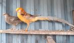 Te koop  span gele goudfazanten op kleur, Dieren en Toebehoren, Pluimvee, Meerdere dieren, Overige soorten