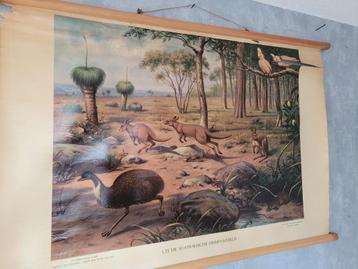Vintage Schoolplaat "Uit de Australische Dierenwereld"  beschikbaar voor biedingen