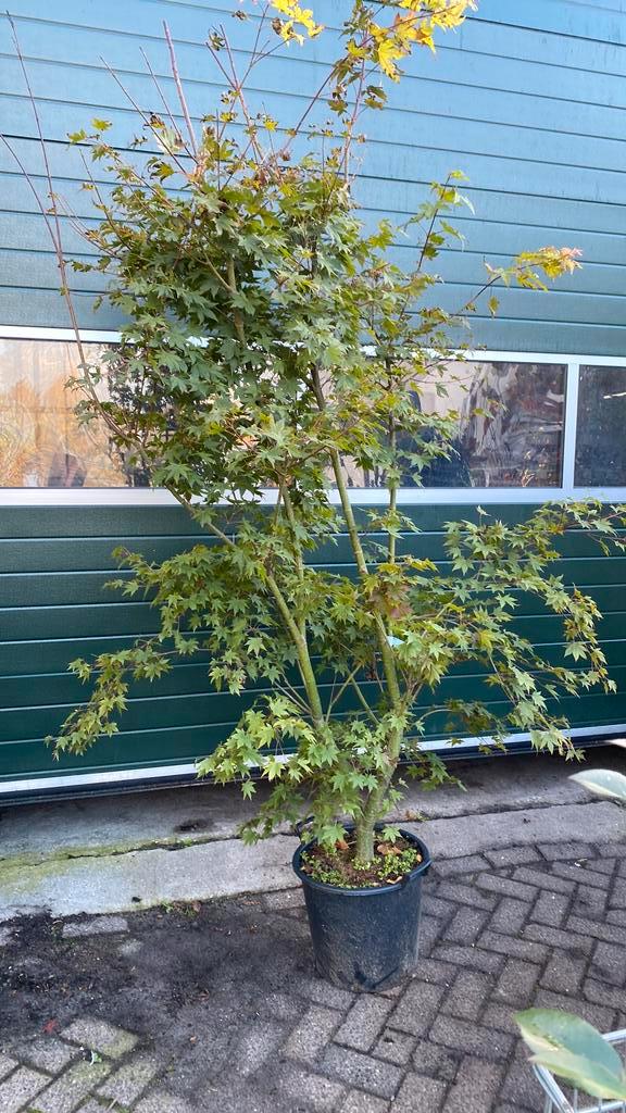 Grote japanse esdoorn ‘brown sugar’, Tuin en Terras, Planten | Bomen, Overige soorten, Halfschaduw, Bloeit niet, Ophalen