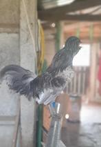 Kuifhoen HAAN zilver glad, Dieren en Toebehoren, Mannelijk, Kip