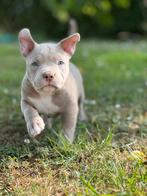 American bully pups, Dieren en Toebehoren, Honden | Bulldogs, Pinschers en Molossers, België, Fokker | Hobbymatig, Rabiës (hondsdolheid)
