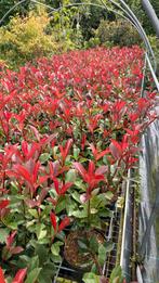 Haag planten photinia (glansmispel) portugese laurier taxus, Ophalen, Laurier, Minder dan 100 cm