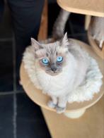 Prachtige Blue Point Ragdoll Poes met Stamboom, Dieren en Toebehoren, Katten en Kittens | Raskatten | Langhaar, Poes, Gechipt