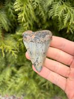 Fossiele haaientand Mako 7.3 centimeter, Ophalen of Verzenden, Fossiel