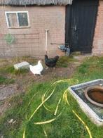 Australorp hen + Poule de Bresse hen, Dieren en Toebehoren, Pluimvee, Vrouwelijk, Kip