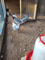 Groninger Meeuw KRIEL zilverpel 2 hennen, Dieren en Toebehoren, Pluimvee, Meerdere dieren, Kip