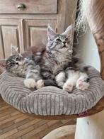 Stamboom Maine Coon kittens  mogen gaan verhuizen, Meerdere dieren