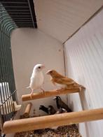 10 Japanse meeuwe, Meerdere dieren, Tropenvogel