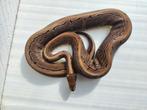 Pinstripe kweekvrouw python regius, Slang