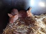 Rode nieuw zeelander konijnen, Meerdere dieren, 0 tot 2 jaar, Middelgroot