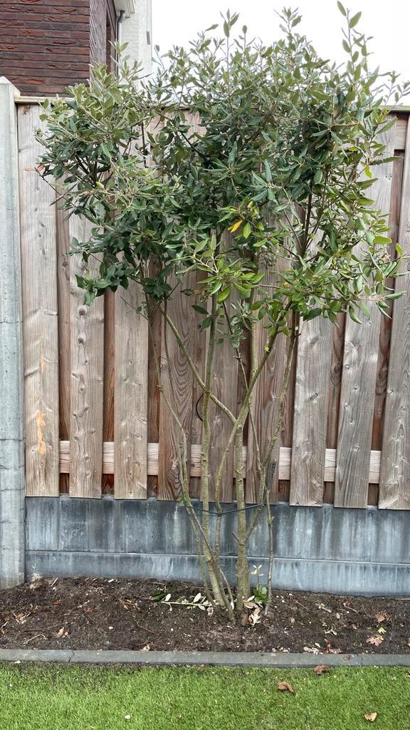 Meerstammige Steeneiken (2 stuks) - Prachtige bomen!, Tuin en Terras, Planten | Bomen, Overige soorten, 100 tot 250 cm, Volle zon