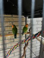 koppel agapornissen, Dieren en Toebehoren, Vogels | Parkieten en Papegaaien, Meerdere dieren, Dwergpapegaai of Agapornis