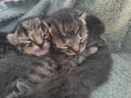 Mooie kittens, Dieren en Toebehoren, Katten en Kittens | Raskatten | Korthaar