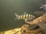 Leporinus fasciatus, Vis