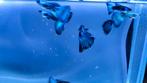 Blue moscow guppen , guppie , guppy, Dieren en Toebehoren, Vis