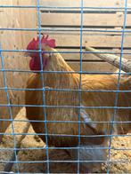Orpington Buff groot, Dieren en Toebehoren, Pluimvee, Meerdere dieren, Kip
