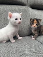 *Lieve Kittens op Zoek naar een Gouden Mandje *, Meerdere dieren, Kortharig, 0 tot 2 jaar