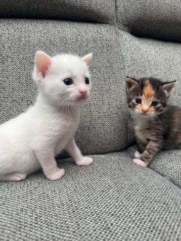 *Lieve Kittens op Zoek naar een Gouden Mandje * beschikbaar voor biedingen