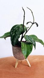 Hoya Latifolia Splash, Overige soorten, Minder dan 100 cm, Ophalen of Verzenden, Halfschaduw