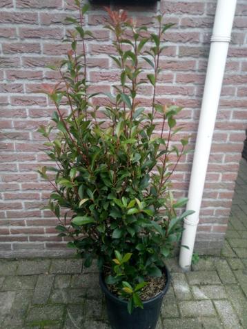 Planten  beschikbaar voor biedingen