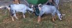 Dwerggeit blauwschimmel met tan geitjes CAE en CL-vrij, Dieren en Toebehoren, Schapen, Geiten en Varkens, Vrouwelijk, Geit, 0 tot 2 jaar