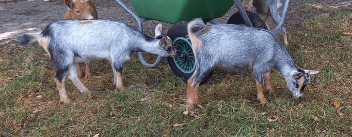 Dwerggeit blauwschimmel met tan geitjes CAE en CL-vrij, Dieren en Toebehoren, Schapen, Geiten en Varkens, Geit, Vrouwelijk, 0 tot 2 jaar