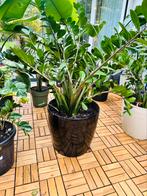 Zamioculcas zamiifolia large, Ophalen, Overige soorten, Halfschaduw