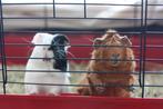 Cavia vakantieopvang, caviaopvang, Dieren en Toebehoren, Ophalen of Verzenden