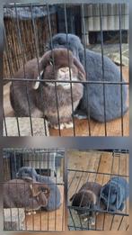 herplaatsing lief koppel dwergkonijnen hangoor (buiten), Meerdere dieren, Klein, Hangoor, 3 tot 5 jaar