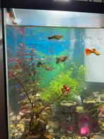 Guppy’s te koop, Ophalen, Zo goed als nieuw