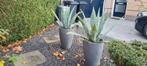Mooie Agave Americana (Aloë Vera), Volle zon, Ophalen, Overige soorten, Bloeit niet