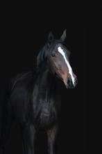 Kwpn dressuur merrie jameson rs2 x tango, Dieren en Toebehoren, Paarden, Merrie, 175 cm of meer, B, Dressuurpaard