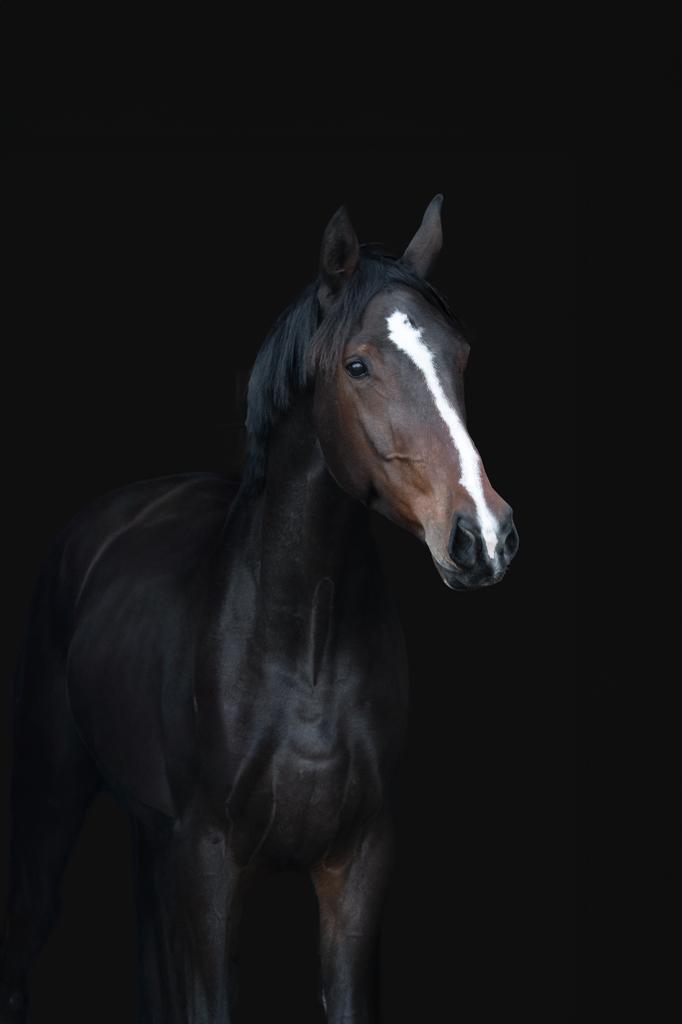 Kwpn dressuur merrie jameson rs2 x tango, Dieren en Toebehoren, Paarden, Merrie, B, 175 cm of meer, 3 tot 6 jaar, Dressuurpaard