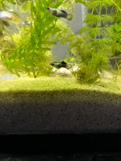 Panda guppen, Dieren en Toebehoren, Vissen | Aquariumvissen, Vis
