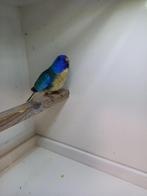 splendid parkiet parkieten man, Dieren en Toebehoren, Vogels | Parkieten en Papegaaien, Mannelijk, Parkiet, Geringd