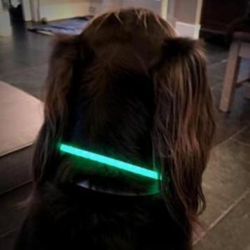 Led verlichtingsbuis voor de hond usb oplaadbaar beschikbaar voor biedingen