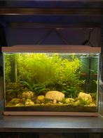 Compleet Superfish 100L aquarium Wit, Dieren en Toebehoren, Vissen | Aquaria en Toebehoren, Ophalen, Zo goed als nieuw, Gevuld zoetwateraquarium