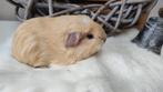 Crème gekruind cali beertje, leeft buiten, mag verhuizen!, Dieren en Toebehoren, November, Mannelijk, Cavia