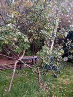 Pruimenboom ter adoptie, Tuin en Terras, Planten | Fruitbomen, Ophalen