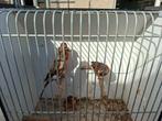 Harlekijn kanaries, Dieren en Toebehoren, Vogels | Kanaries, Meerdere dieren, Kleurkanarie